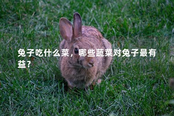 兔子吃什么菜，哪些蔬菜对兔子最有益？