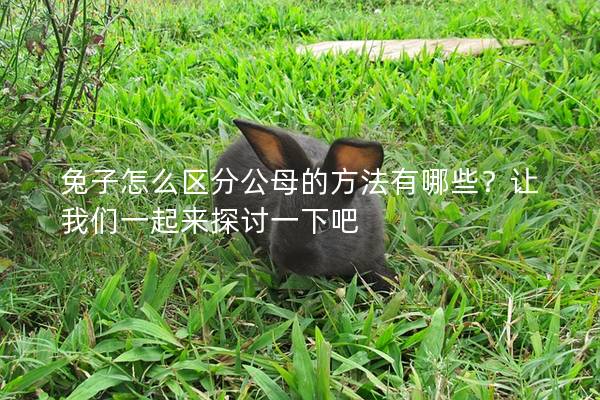 兔子怎么区分公母的方法有哪些？让我们一起来探讨一下吧