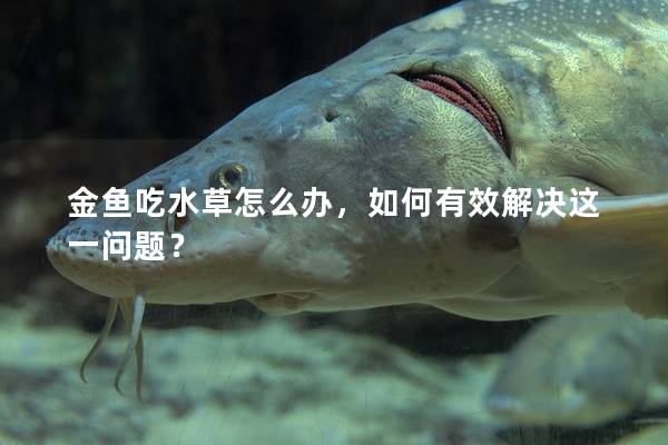 金鱼吃水草怎么办，如何有效解决这一问题？