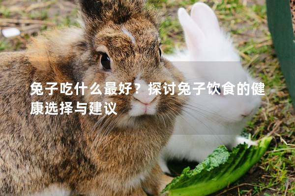 兔子吃什么最好？探讨兔子饮食的健康选择与建议