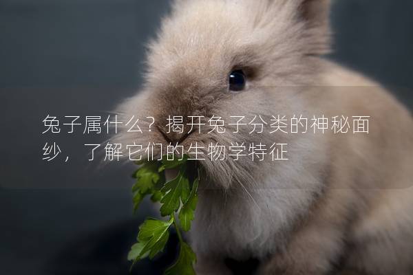兔子属什么？揭开兔子分类的神秘面纱，了解它们的生物学特征
