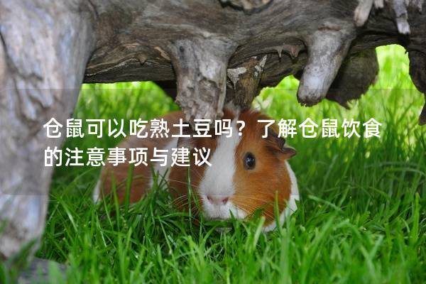仓鼠可以吃熟土豆吗？了解仓鼠饮食的注意事项与建议