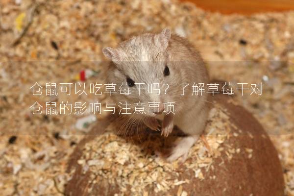仓鼠可以吃草莓干吗？了解草莓干对仓鼠的影响与注意事项