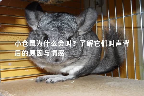 小仓鼠为什么会叫？了解它们叫声背后的原因与情感