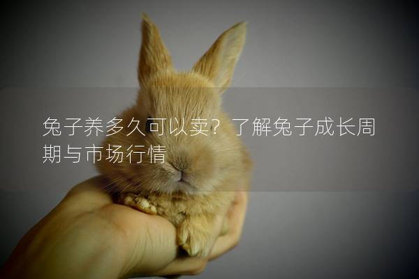 兔子养多久可以卖？了解兔子成长周期与市场行情