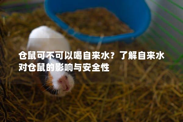 仓鼠可不可以喝自来水？了解自来水对仓鼠的影响与安全性