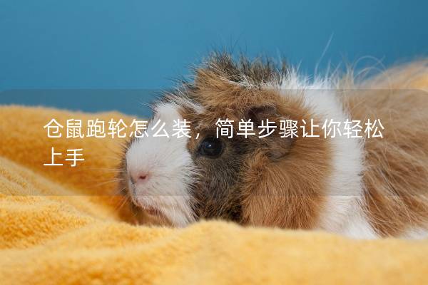 仓鼠跑轮怎么装，简单步骤让你轻松上手
