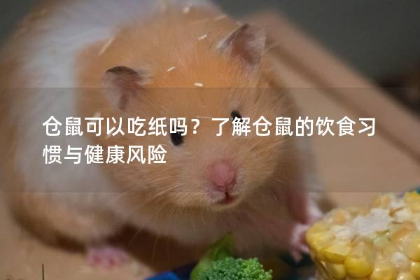 仓鼠可以吃纸吗？了解仓鼠的饮食习惯与健康风险