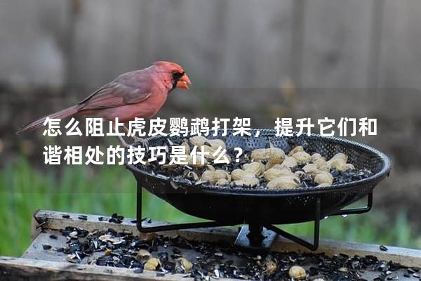 怎么阻止虎皮鹦鹉打架，提升它们和谐相处的技巧是什么？