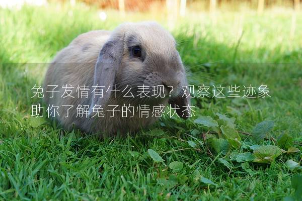兔子发情有什么表现？观察这些迹象助你了解兔子的情感状态