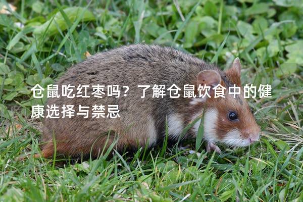仓鼠吃红枣吗？了解仓鼠饮食中的健康选择与禁忌