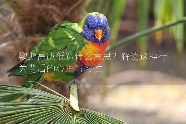鹦鹉高趴低趴什么意思？解读这种行为背后的心理与习性