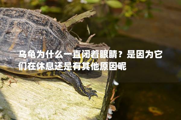 乌龟为什么一直闭着眼睛？是因为它们在休息还是有其他原因呢