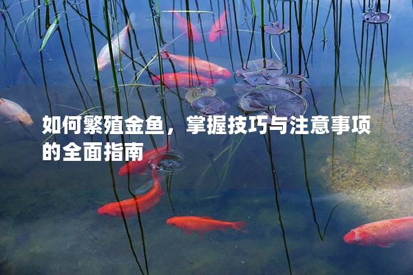 如何繁殖金鱼，掌握技巧与注意事项的全面指南