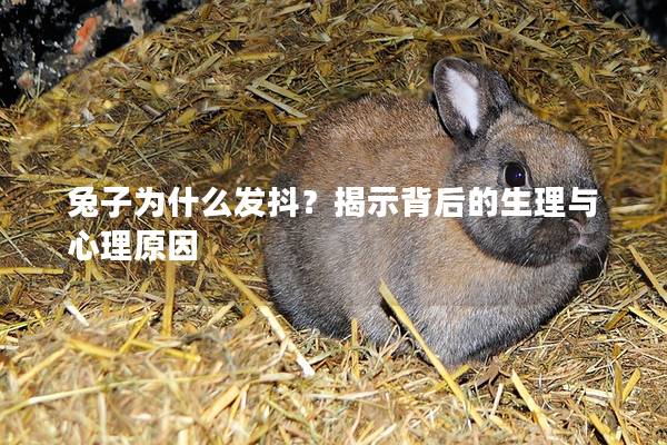 兔子为什么发抖？揭示背后的生理与心理原因