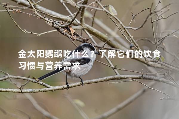 金太阳鹦鹉吃什么？了解它们的饮食习惯与营养需求