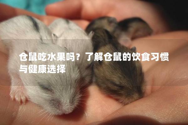 仓鼠吃水果吗？了解仓鼠的饮食习惯与健康选择