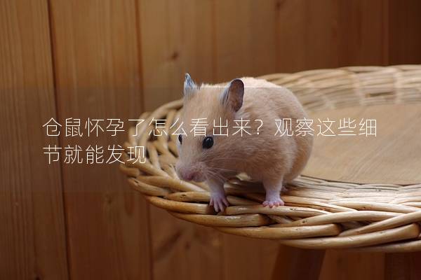 仓鼠怀孕了怎么看出来？观察这些细节就能发现