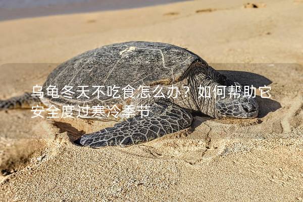 乌龟冬天不吃食怎么办？如何帮助它安全度过寒冷季节