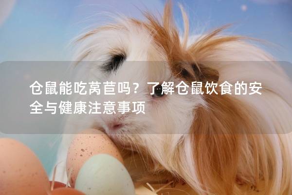 仓鼠能吃莴苣吗？了解仓鼠饮食的安全与健康注意事项