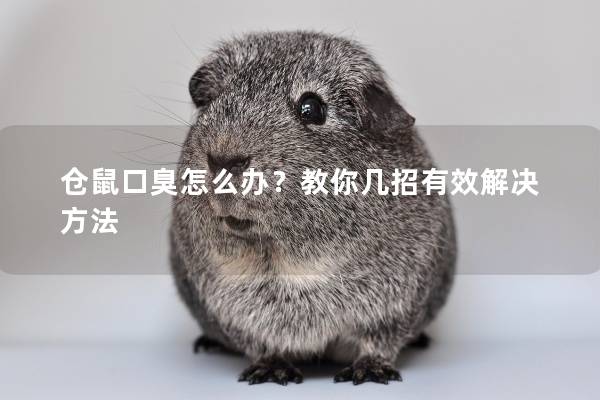 仓鼠口臭怎么办？教你几招有效解决方法