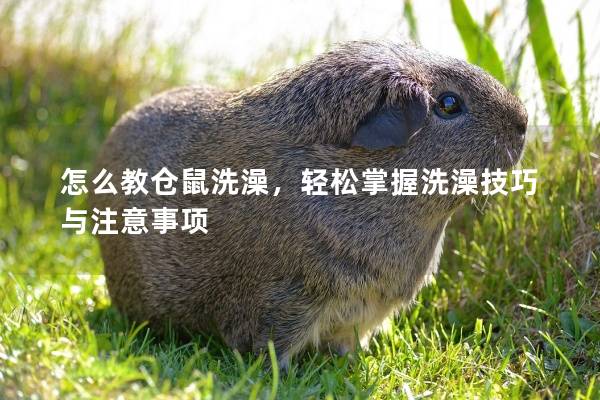 怎么教仓鼠洗澡，轻松掌握洗澡技巧与注意事项