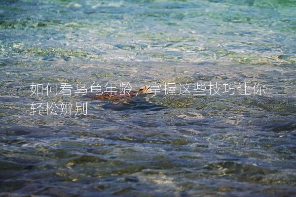 如何看乌龟年龄，掌握这些技巧让你轻松辨别