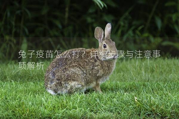 兔子疫苗怎么打？详细步骤与注意事项解析