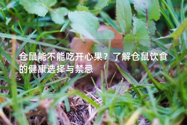 仓鼠能不能吃开心果？了解仓鼠饮食的健康选择与禁忌
