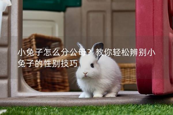 小兔子怎么分公母？教你轻松辨别小兔子的性别技巧