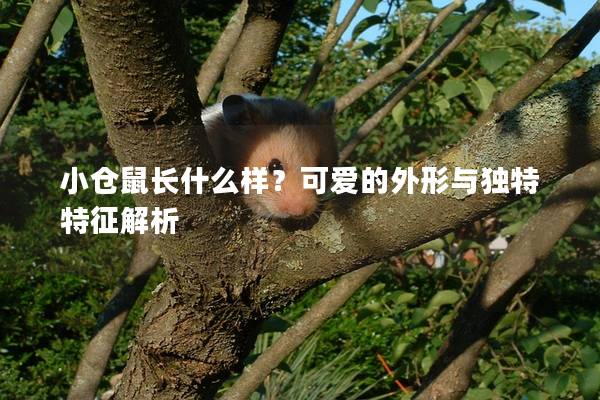小仓鼠长什么样？可爱的外形与独特特征解析