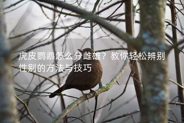 虎皮鹦鹉怎么分雌雄？教你轻松辨别性别的方法与技巧