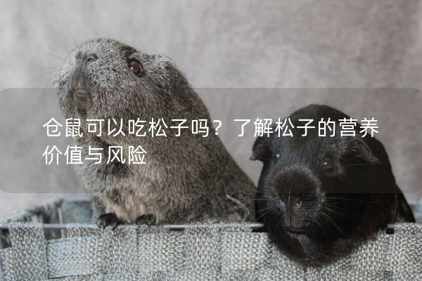仓鼠可以吃松子吗？了解松子的营养价值与风险