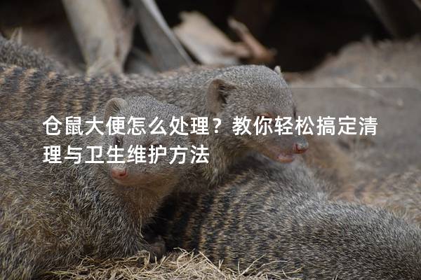 仓鼠大便怎么处理？教你轻松搞定清理与卫生维护方法