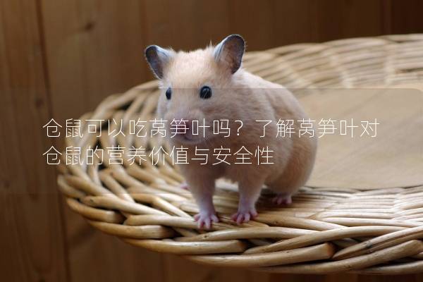 仓鼠可以吃莴笋叶吗？了解莴笋叶对仓鼠的营养价值与安全性