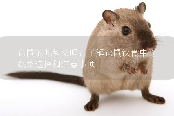 仓鼠能吃包菜吗？了解仓鼠饮食中的蔬菜选择和注意事项