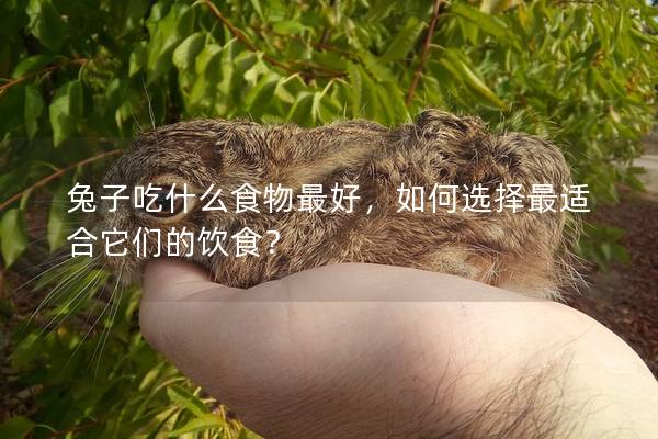 兔子吃什么食物最好，如何选择最适合它们的饮食？
