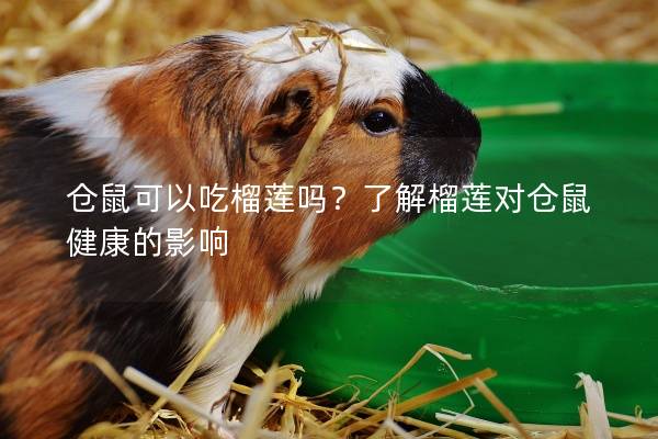 仓鼠可以吃榴莲吗？了解榴莲对仓鼠健康的影响