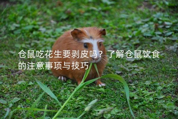 仓鼠吃花生要剥皮吗？了解仓鼠饮食的注意事项与技巧