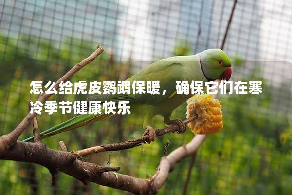 怎么给虎皮鹦鹉保暖，确保它们在寒冷季节健康快乐