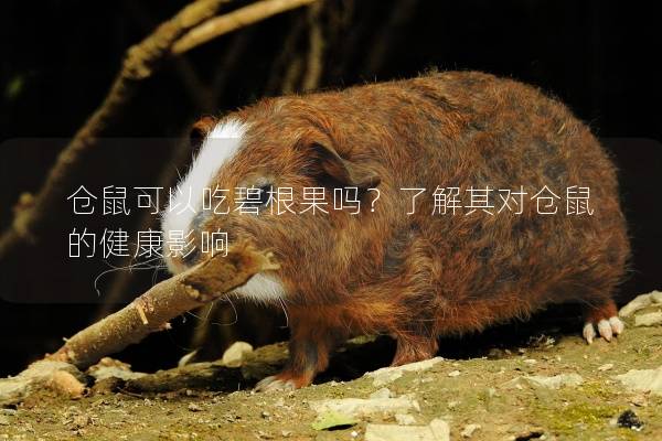 仓鼠可以吃碧根果吗？了解其对仓鼠的健康影响