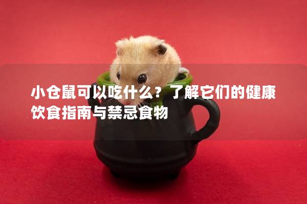 小仓鼠可以吃什么？了解它们的健康饮食指南与禁忌食物