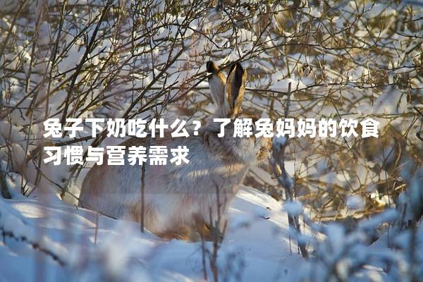 兔子下奶吃什么？了解兔妈妈的饮食习惯与营养需求