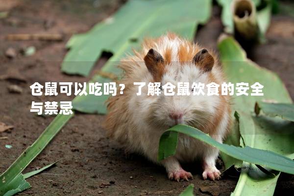 仓鼠可以吃吗？了解仓鼠饮食的安全与禁忌