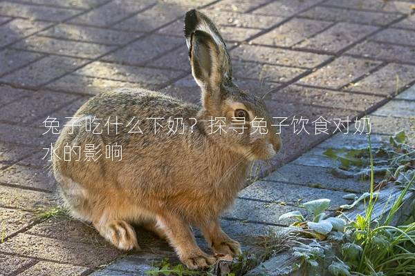 兔子吃什么下奶？探寻兔子饮食对奶水的影响