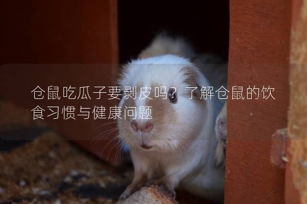 仓鼠吃瓜子要剥皮吗？了解仓鼠的饮食习惯与健康问题