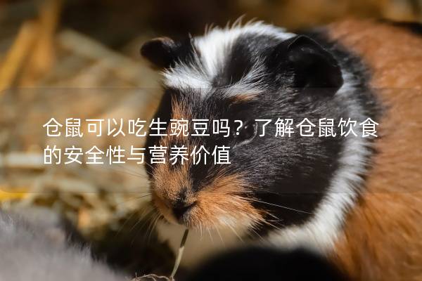 仓鼠可以吃生豌豆吗？了解仓鼠饮食的安全性与营养价值
