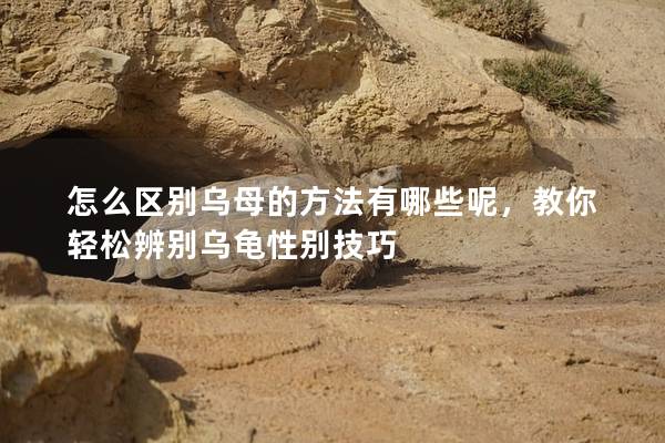 怎么区别乌母的方法有哪些呢，教你轻松辨别乌龟性别技巧