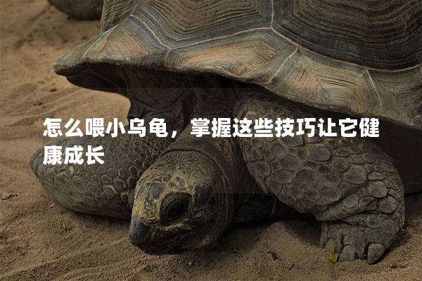 怎么喂小乌龟，掌握这些技巧让它健康成长