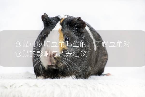 仓鼠可以吃豆角吗生的，了解豆角对仓鼠的影响与喂养建议
